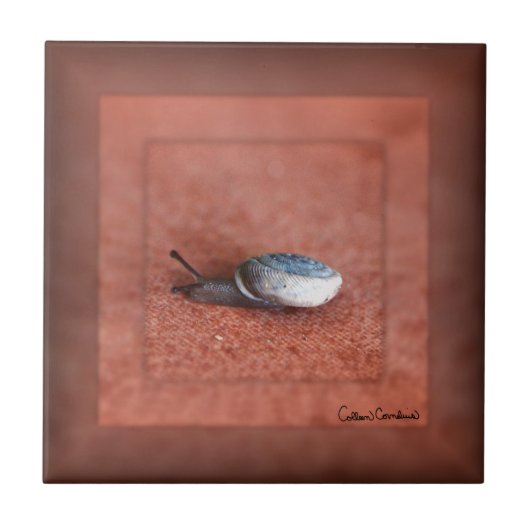 Macro Photograph of Snail on Terracotta Tegeltje (Voorkant)