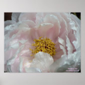 Macro Pink Peony Flower Center Poster (Voorkant)