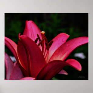 Macro Red Lily Floral Poster afdrukken