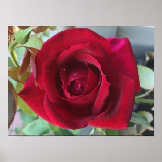 Macro Red Rose Poster (Voorkant)