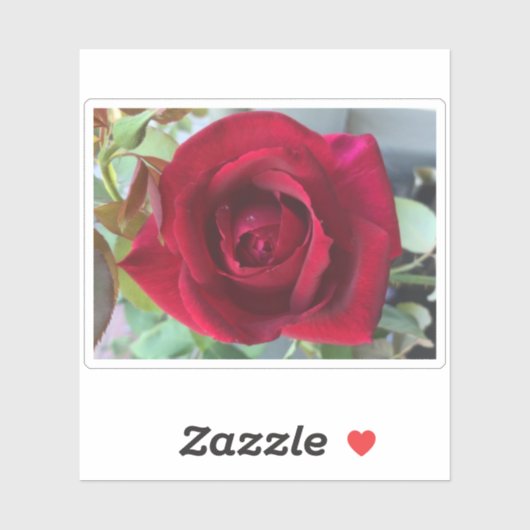Macro Red Rose Sticker (Vel)