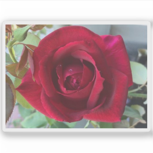 Macro Red Rose Sticker (Voorkant)