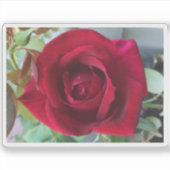 Macro Rode Roos Sticker (Voorkant)
