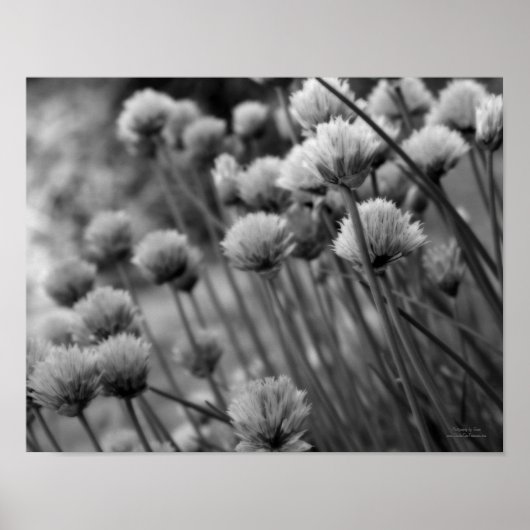 Macro Scallion Floral Black White Print (Voorkant)
