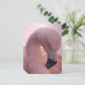 Macro Shot, pluizig zacht roze flamingo Briefkaart (Staand voorkant)