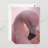 Macro Shot, pluizig zacht roze flamingo Briefkaart (Voorkant / Achterkant)