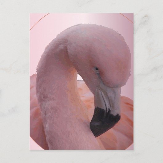 Macro Shot, pluizig zacht roze flamingo Briefkaart (Voorkant)