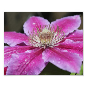 Macro Sluiten van Roze Clematis Flower Foto Afdruk