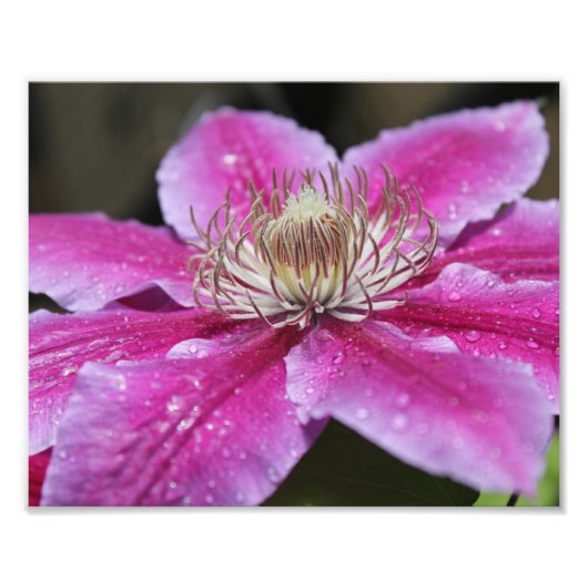 Macro Sluiten van Roze Clematis Flower Foto Afdruk (Voorkant)