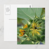 Macro Sunflower Awakening Natuur Briefkaart (Voorkant / Achterkant)