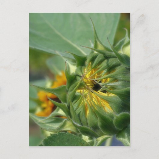 Macro Sunflower Awakening Natuur Briefkaart (Voorkant)