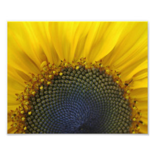 Macro Sunflower Foto Afdruk