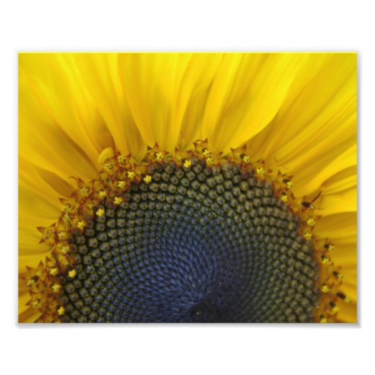 Macro Sunflower Foto Afdruk (Voorkant)