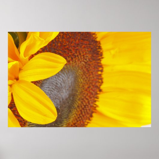Macro Sunflower Poster (Voorkant)