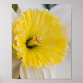 Macro Up Close Yellow Daffodil Flower Photography Poster (Voorkant)