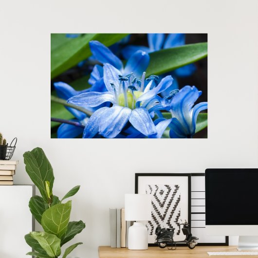 Macro van blauwe sneeuwbloem poster (Thuiskantoor)