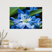 Macro van blauwe sneeuwbloem poster (Keuken)