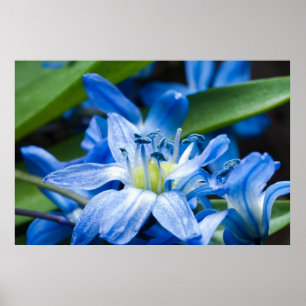 Macro van blauwe sneeuwbloem poster