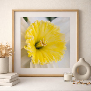 Macro van dichtbij Gele Narcis Bloem Fotografie Poster