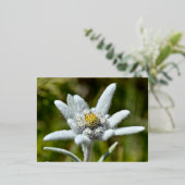 Macro van edelweiss bloem folie feestdagen briefkaart (Staand Voorkant)