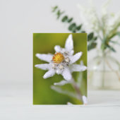 Macro van edelweiss flower briefkaart (Staand voorkant)