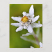 Macro van edelweiss flower briefkaart (Voorkant)
