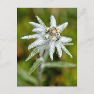 Macro van edelweiss flower feestdagenkaart