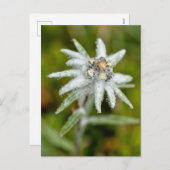 Macro van edelweiss flower feestdagenkaart (Voorkant / Achterkant)