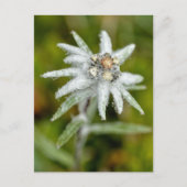Macro van edelweiss flower feestdagenkaart (Voorkant)