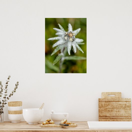 Macro van edelweiss flower poster (Keuken)