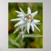 Macro van edelweiss flower poster (Voorkant)