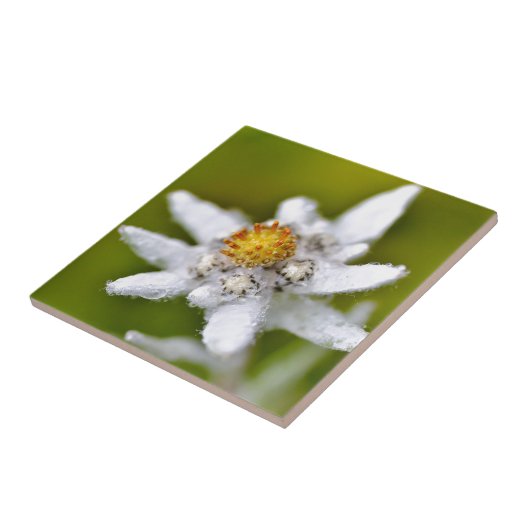 Macro van edelweiss flower tegeltje (Zijkant)