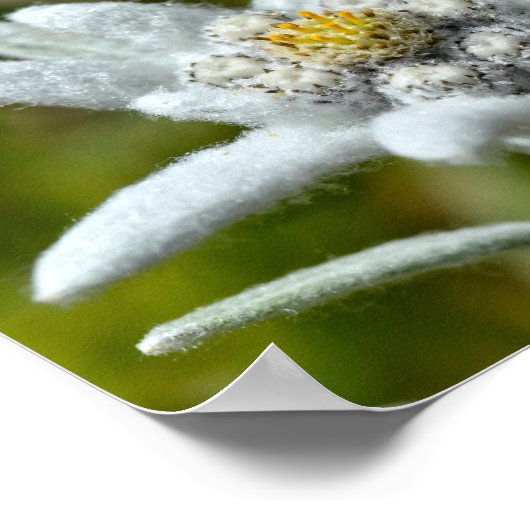Macro van edelweiss folie bloem poster (Hoek)