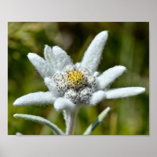 Macro van edelweiss folie bloem poster (Voorkant)