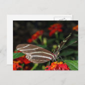 Macro van een langwerpige Zebra-vlinder Briefkaart (Voorkant / Achterkant)