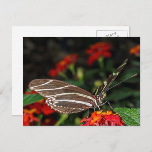 Macro van een langwerpige Zebra-vlinder Briefkaart (Voorkant / Achterkant)