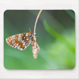 Macro van een vlinder-Boloria-euphrosyne op Muismat