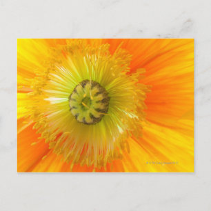 Macro van oranje papaver met lage velddiepte briefkaart