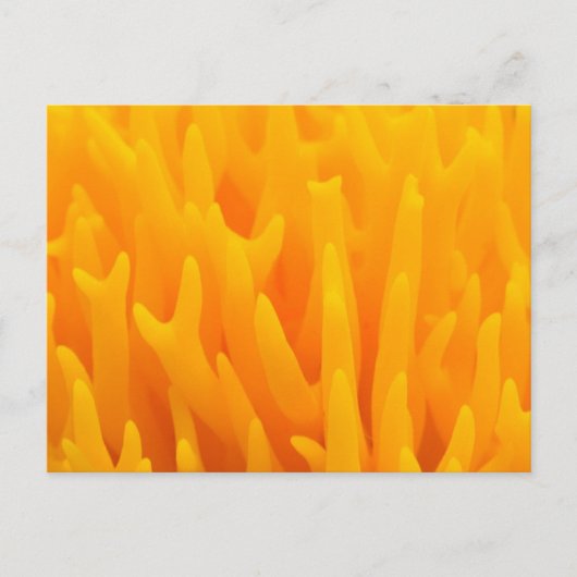 Macro van paddenstoel briefkaart (Voorkant)
