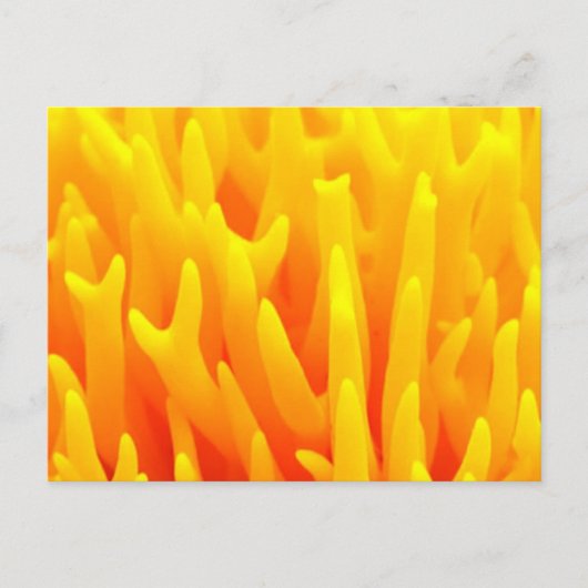 Macro van paddenstoel briefkaart (Voorkant)