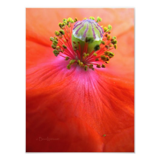 Macro van rode papaverbloem foto afdruk (Voorkant)