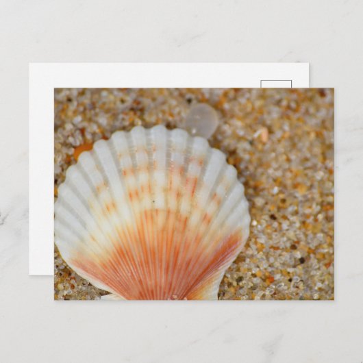Macro van Scallop Zee Shell in het zand op het str Briefkaart (Voorkant / Achterkant)
