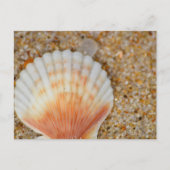 Macro van Scallop Zee Shell in het zand op het str Briefkaart (Voorkant)