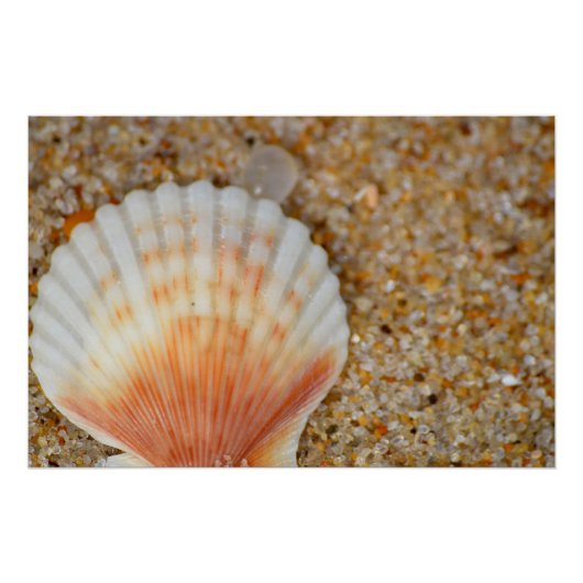 Macro van Scallop Zee Shell in het zand op het str Perfect Poster (Voorkant)