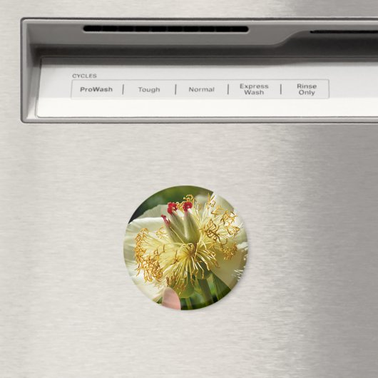 Macro van witte chinese peronenbloem magneet (Insitu (Vaatwasser))