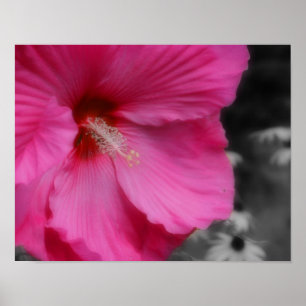 Macro Vivid Pink Hibiscus Partiële kleurenafdrukke Poster
