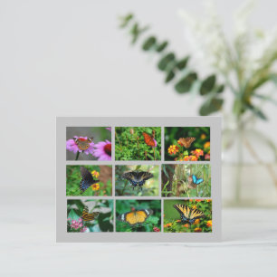 Macro Vlinders briefkaart