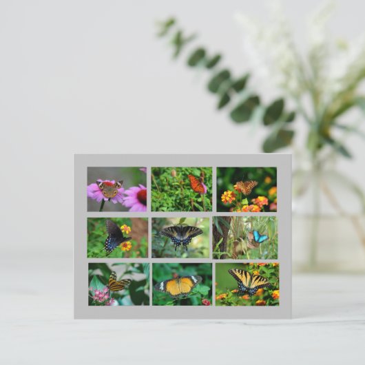Macro Vlinders briefkaart (Staand voorkant)
