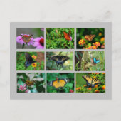 Macro Vlinders briefkaart (Voorkant)