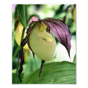 Macro White Lady Slipper Flower, 8x10, afdrukken Foto Afdruk